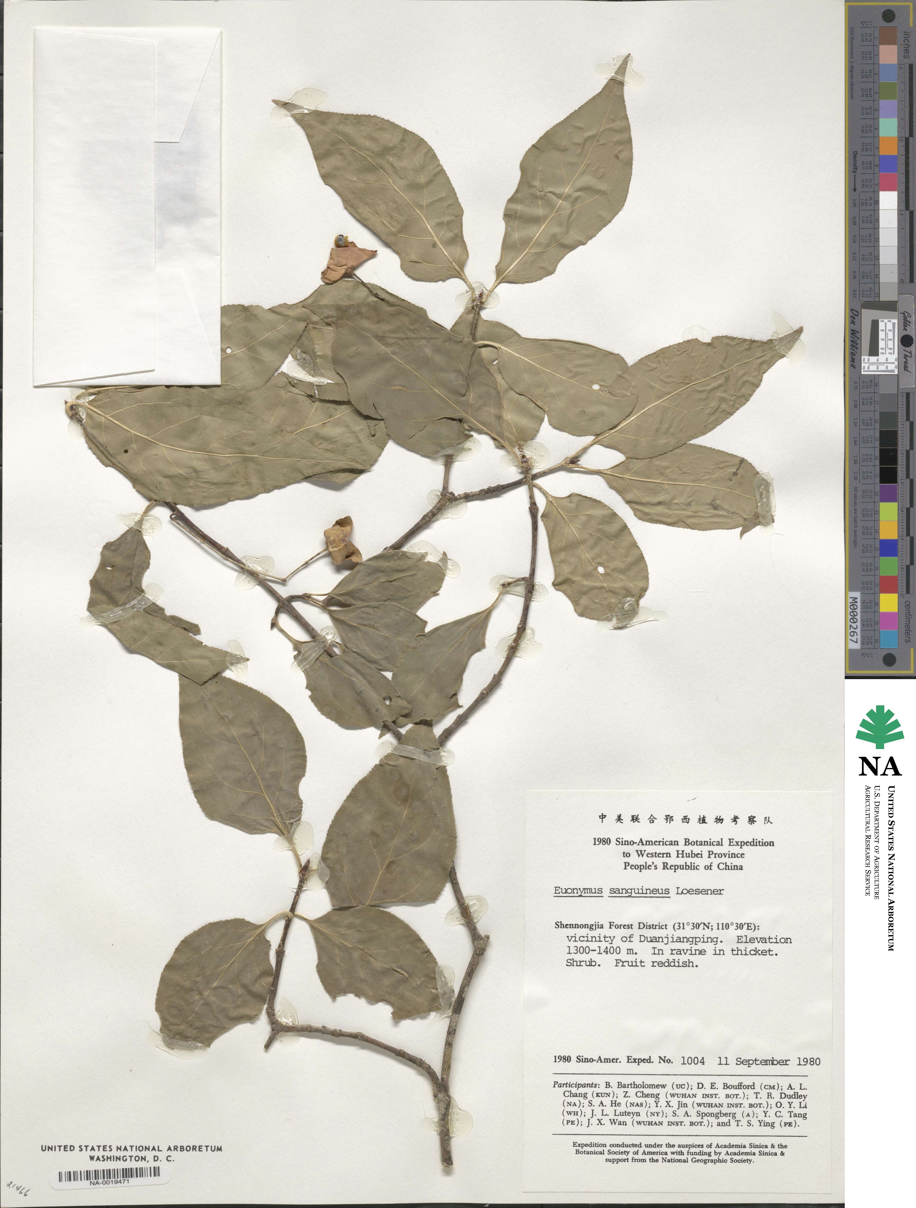 Euonymus sanguineus image