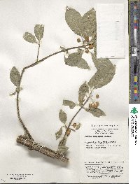 Euonymus phellomanus image