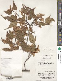 Acer maximowiczii image