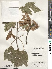 Acer sterculiaceum image