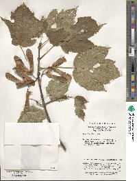 Acer sterculiaceum image