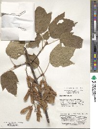 Acer sterculiaceum image