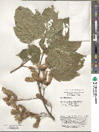 Acer sterculiaceum image