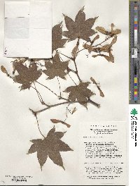 Acer campbellii image