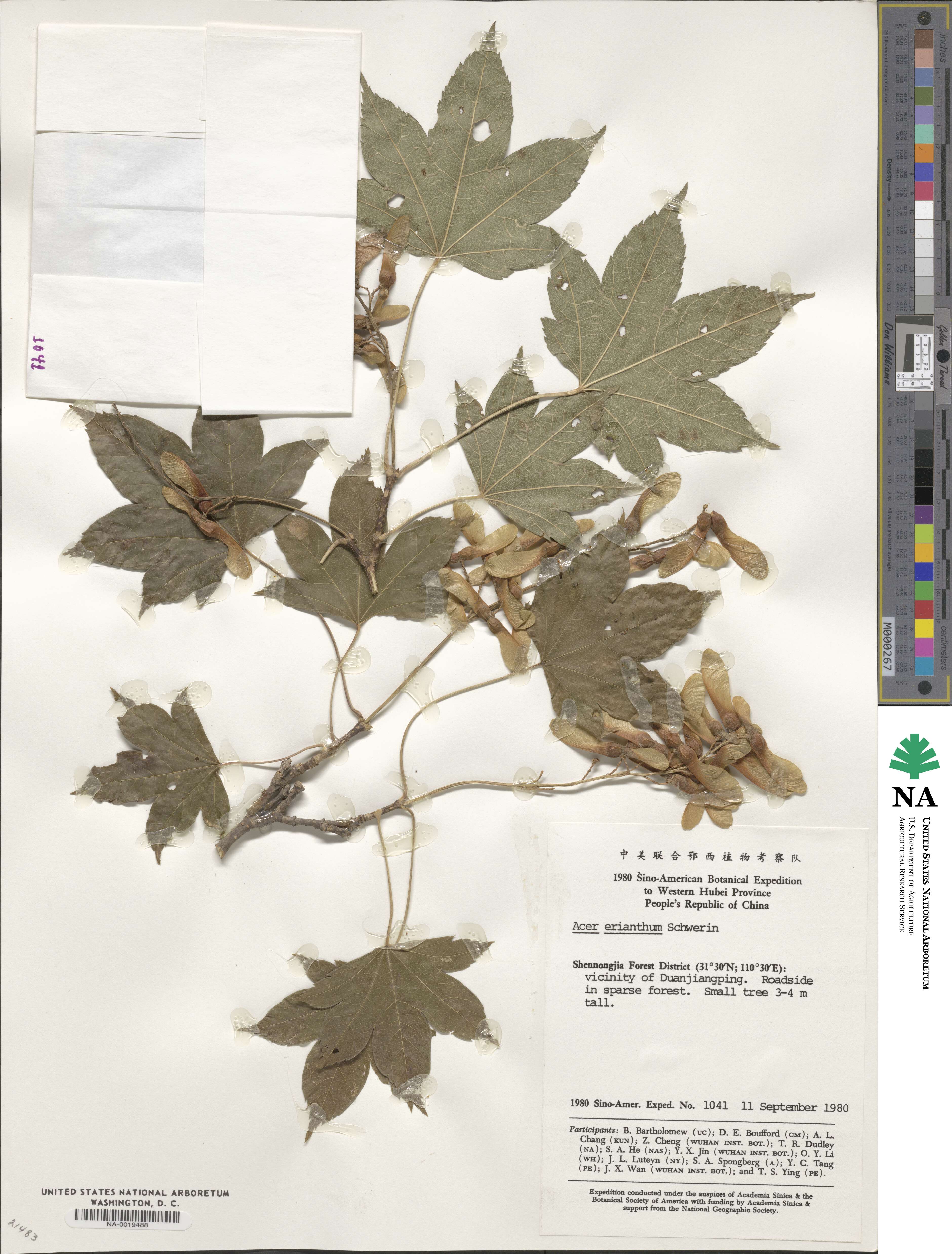 Acer erianthum image