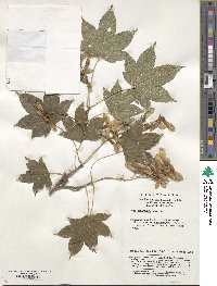 Acer erianthum image