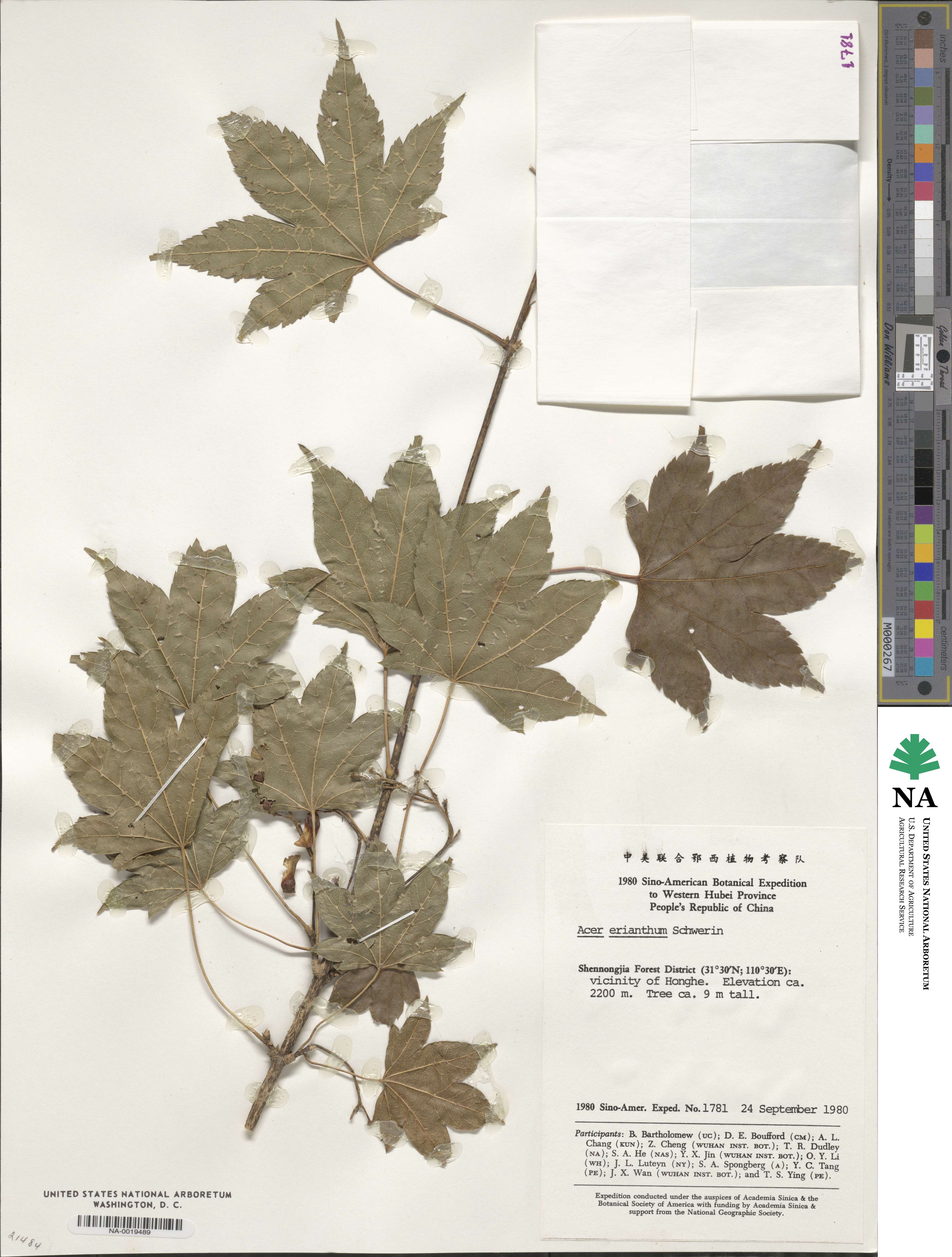 Acer erianthum image