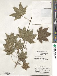 Acer erianthum image