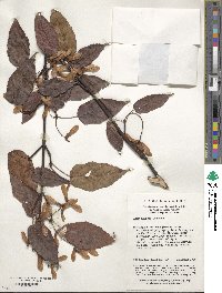 Acer davidii image