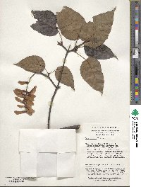 Acer davidii image