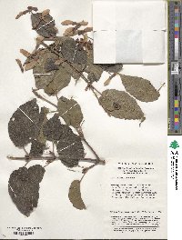 Acer davidii image