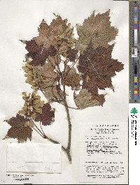 Acer caudatum image