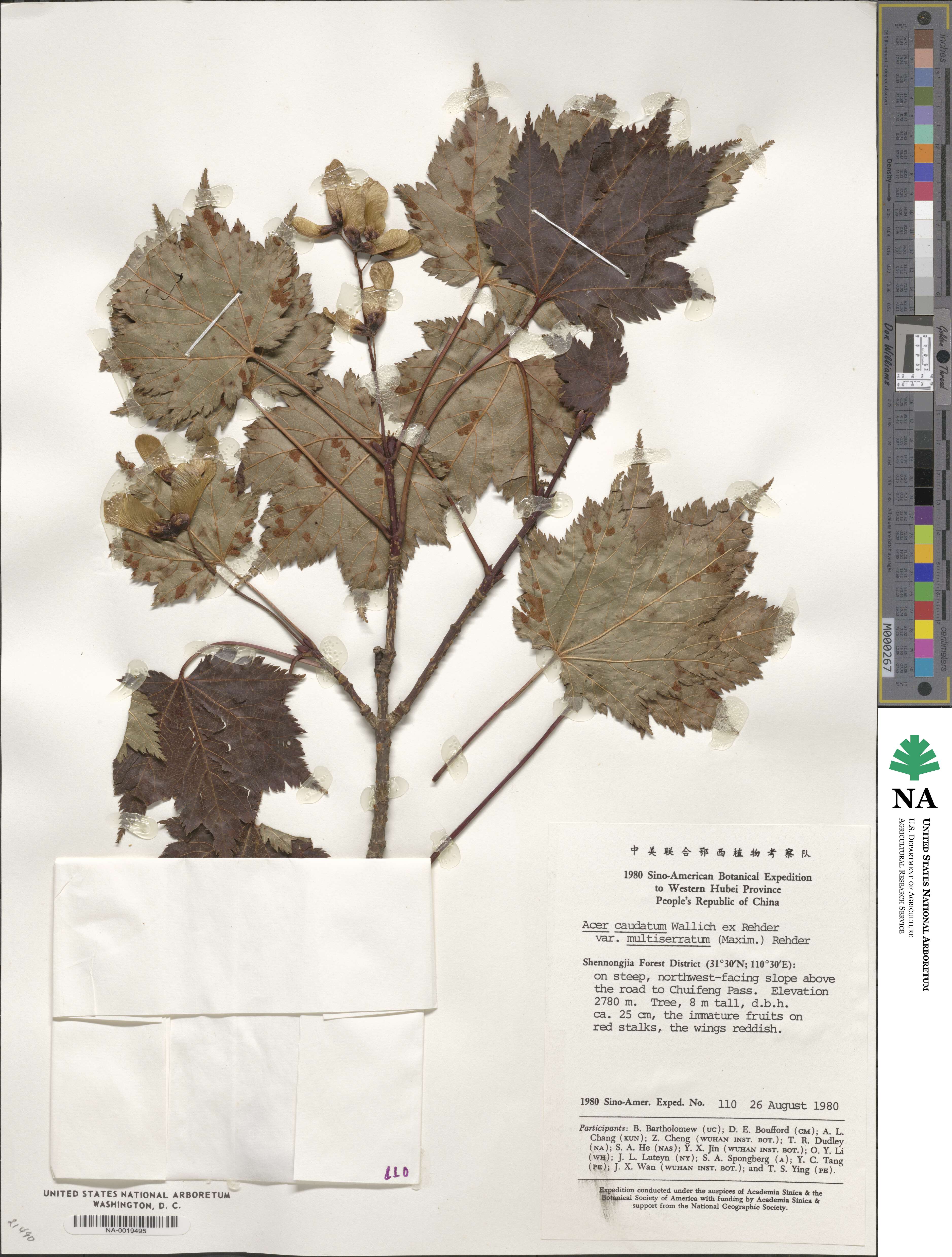 Acer caudatum image