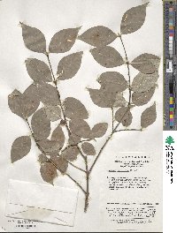 Euonymus oxyphyllus image