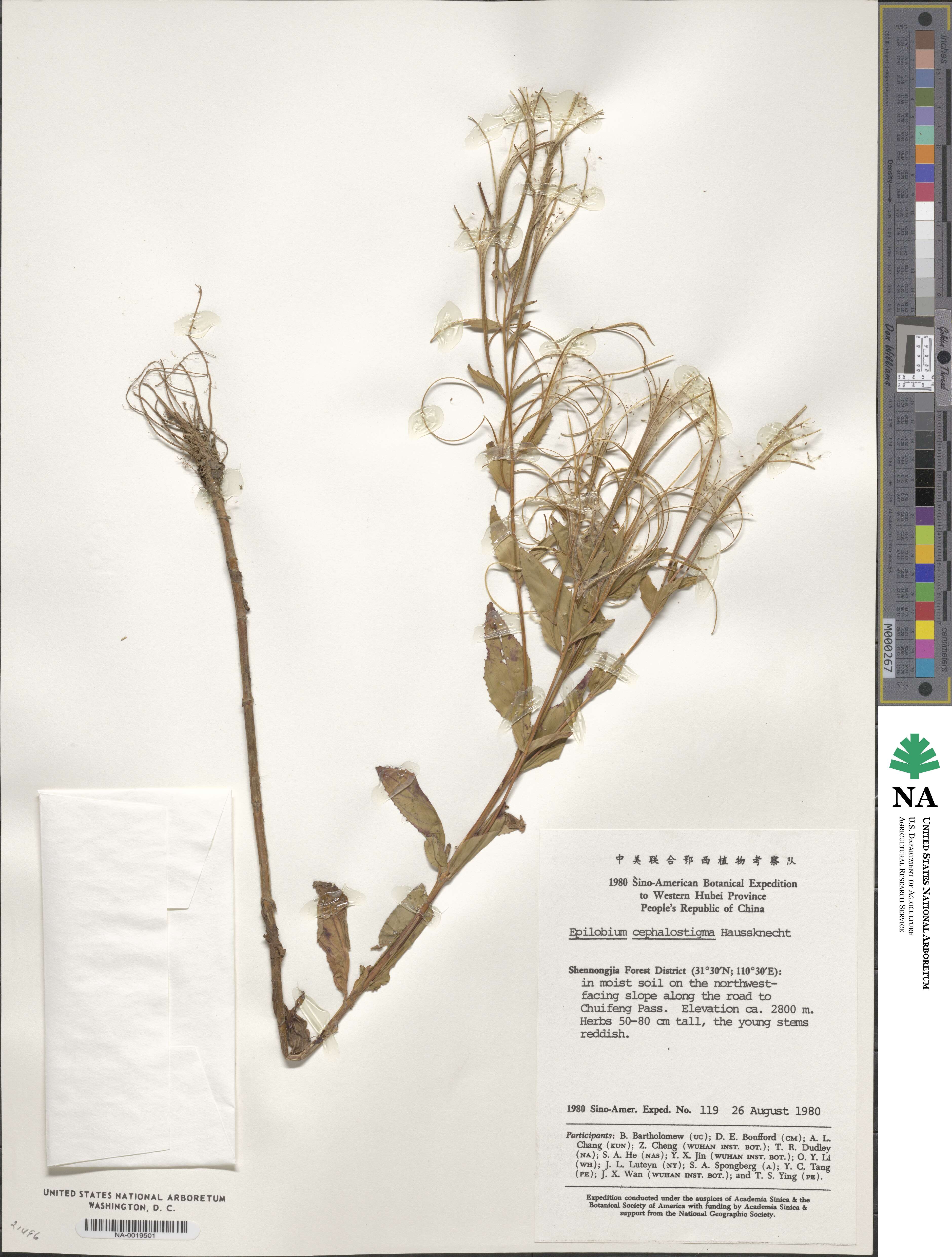 Epilobium amurense subsp. cephalostigma image