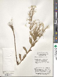 Epilobium amurense image