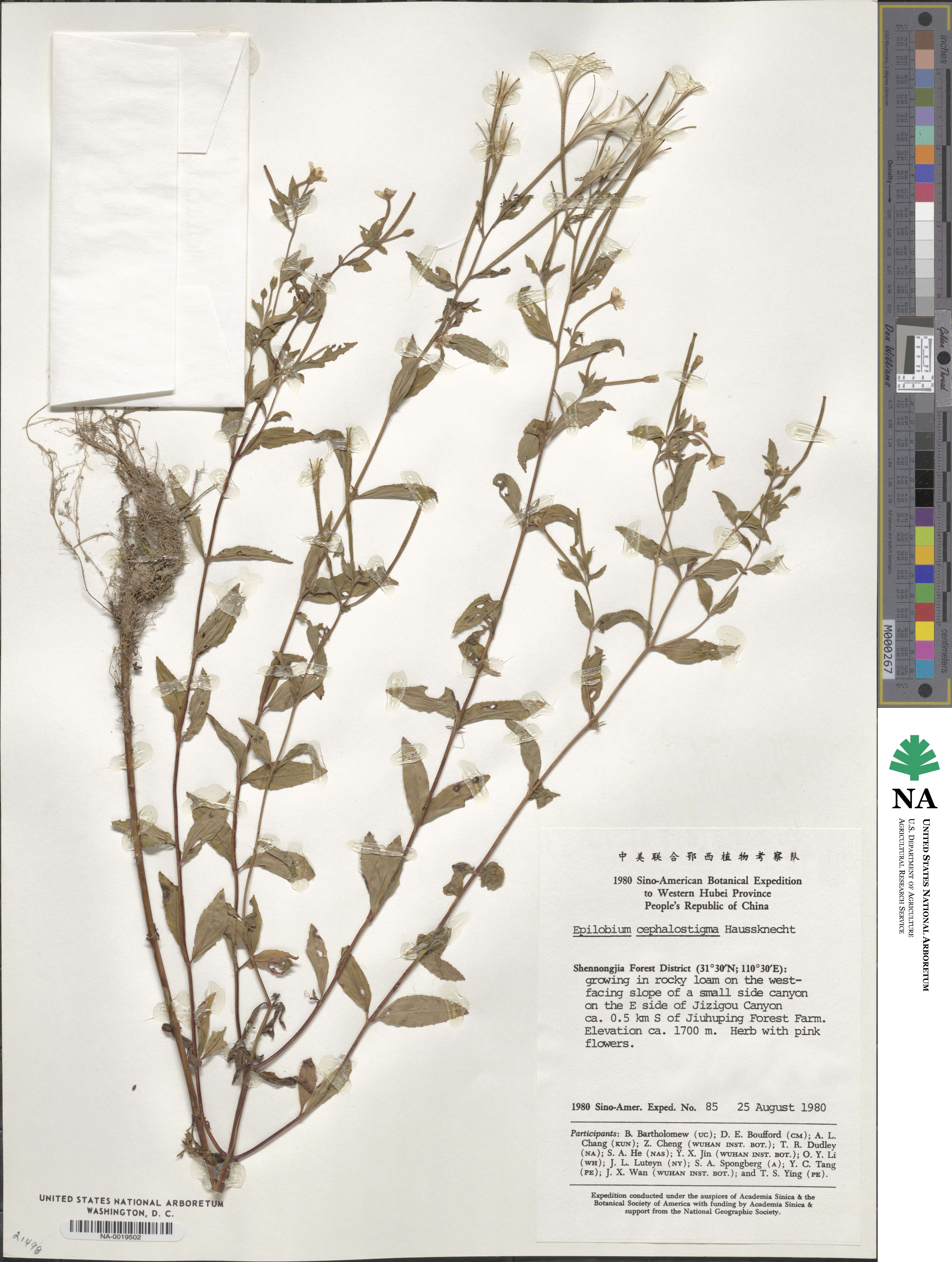 Epilobium amurense image