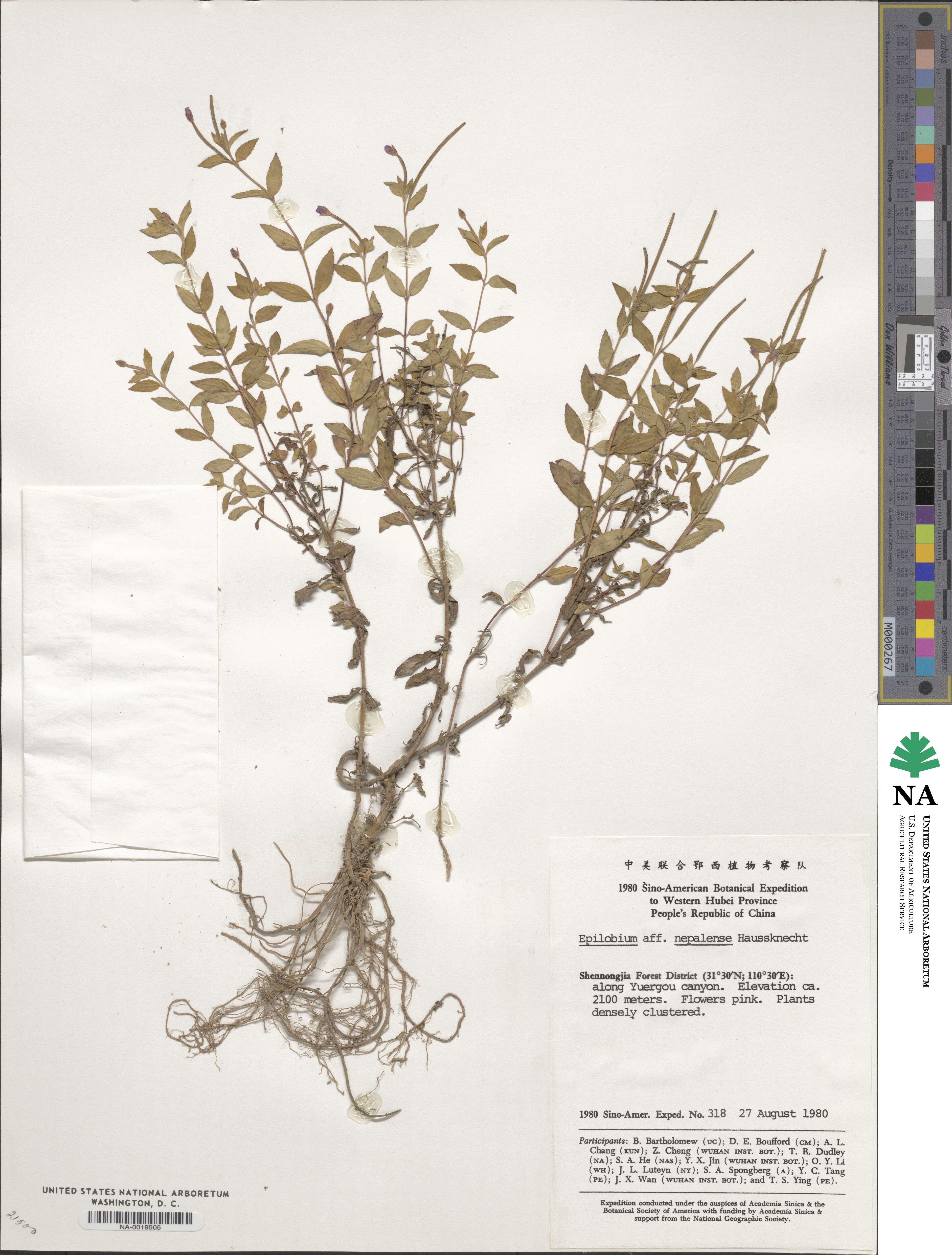 Epilobium amurense subsp. amurense image