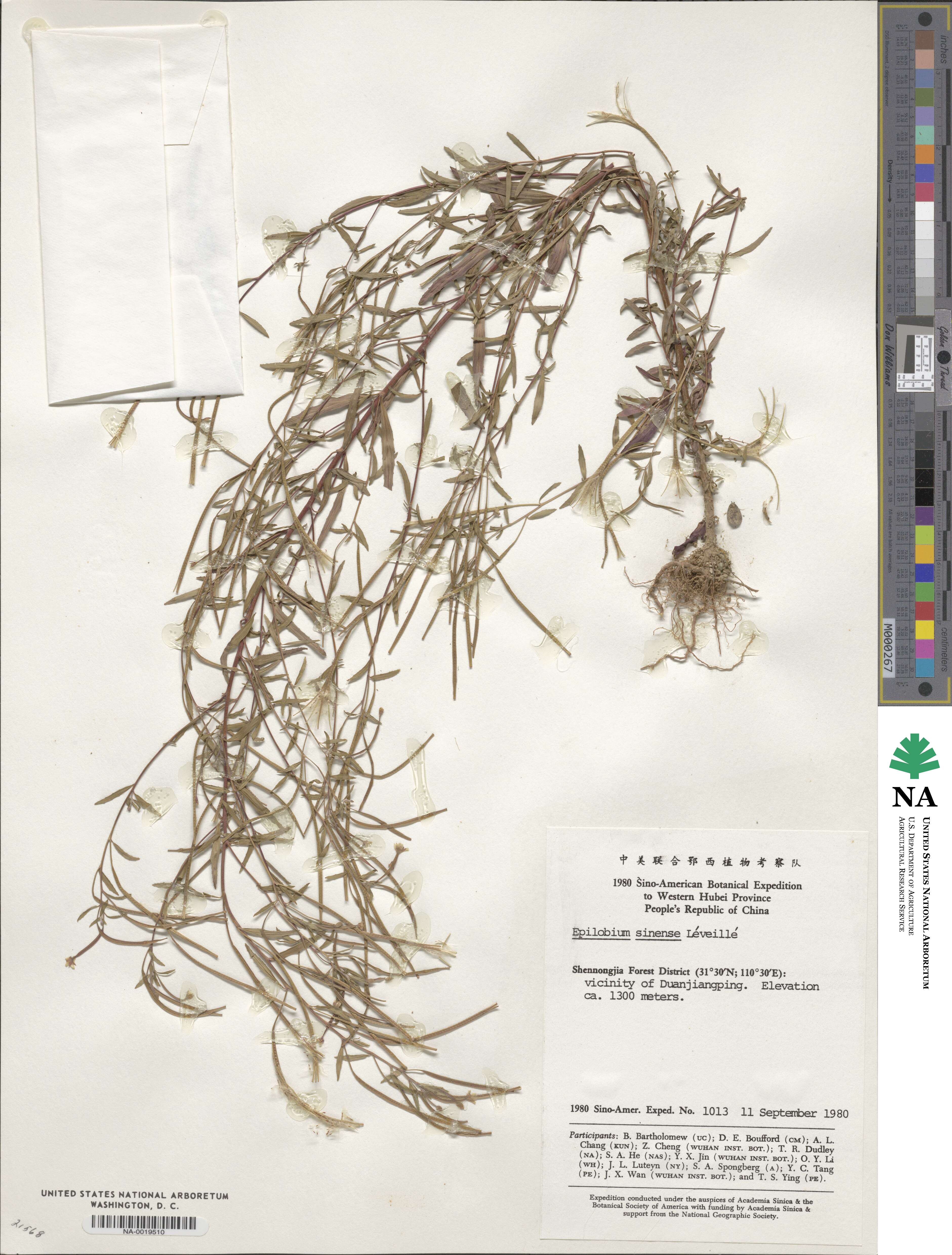 Epilobium sinense image