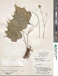 Begonia palmata image