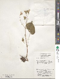 Begonia grandis subsp. sinensis image