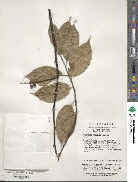 Stachyurus chinensis image