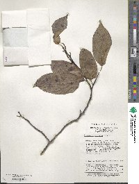 Stachyurus chinensis image