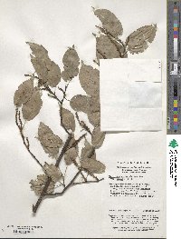 Stachyurus chinensis image