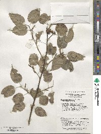 Stachyurus chinensis image