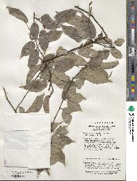 Stachyurus chinensis image