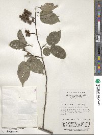 Stachyurus chinensis image