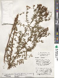 Hypericum attenuatum image