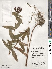 Image of Hypericum ascyron