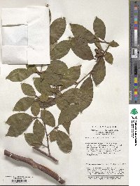 Stewartia sinensis image