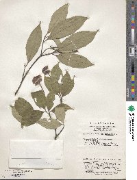Cornus capitata image