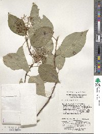 Cornus macrophylla image
