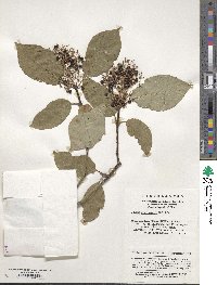 Cornus macrophylla image