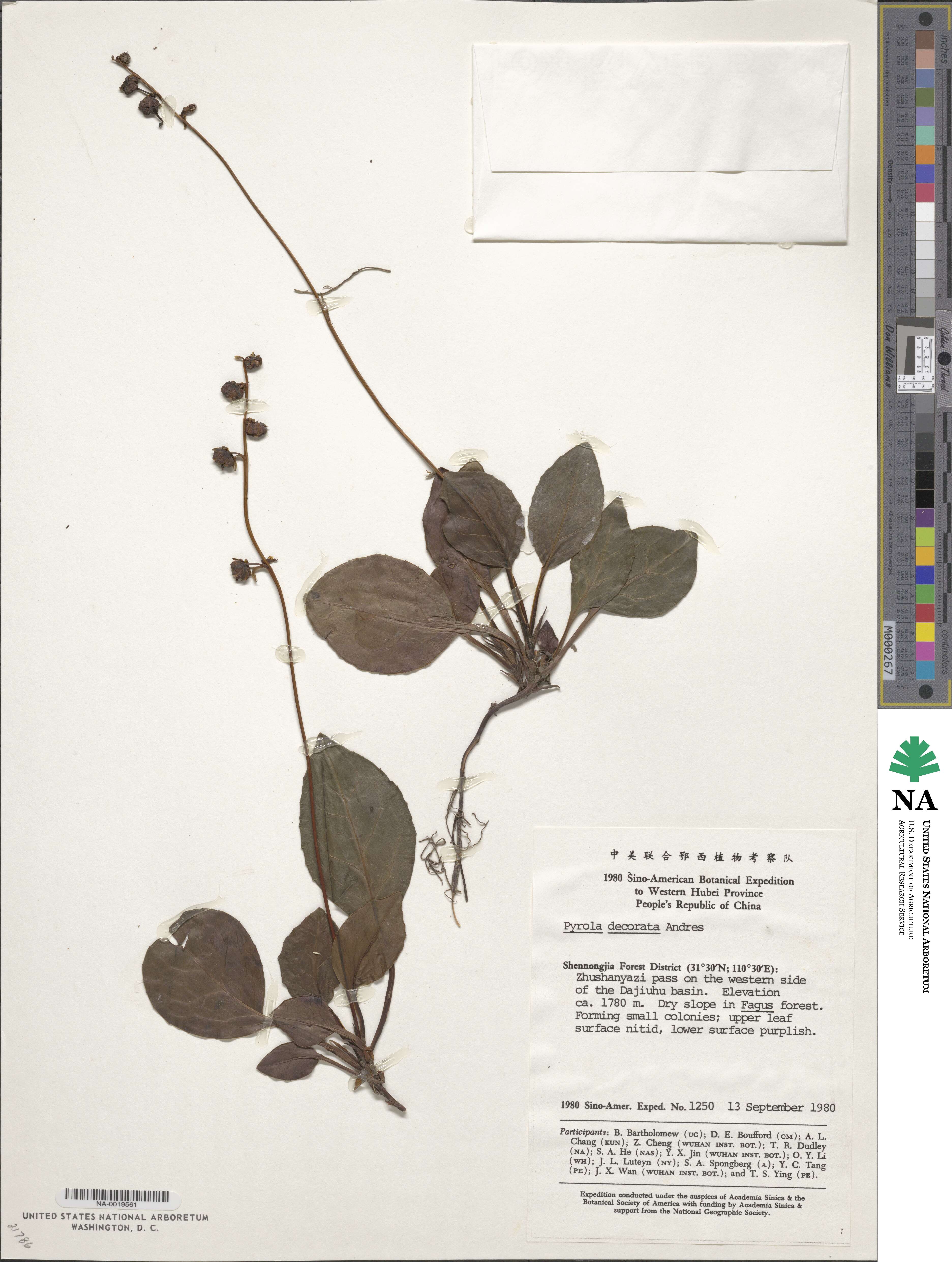 Pyrola decorata image