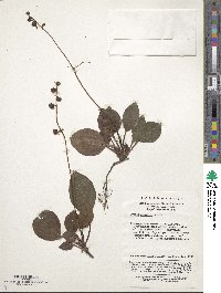 Image of Pyrola decorata