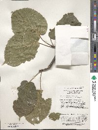 Davidia involucrata image