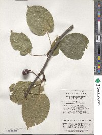 Davidia involucrata image