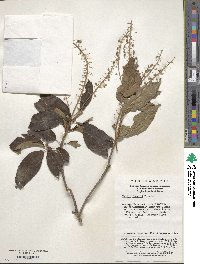 Clethra fargesii image