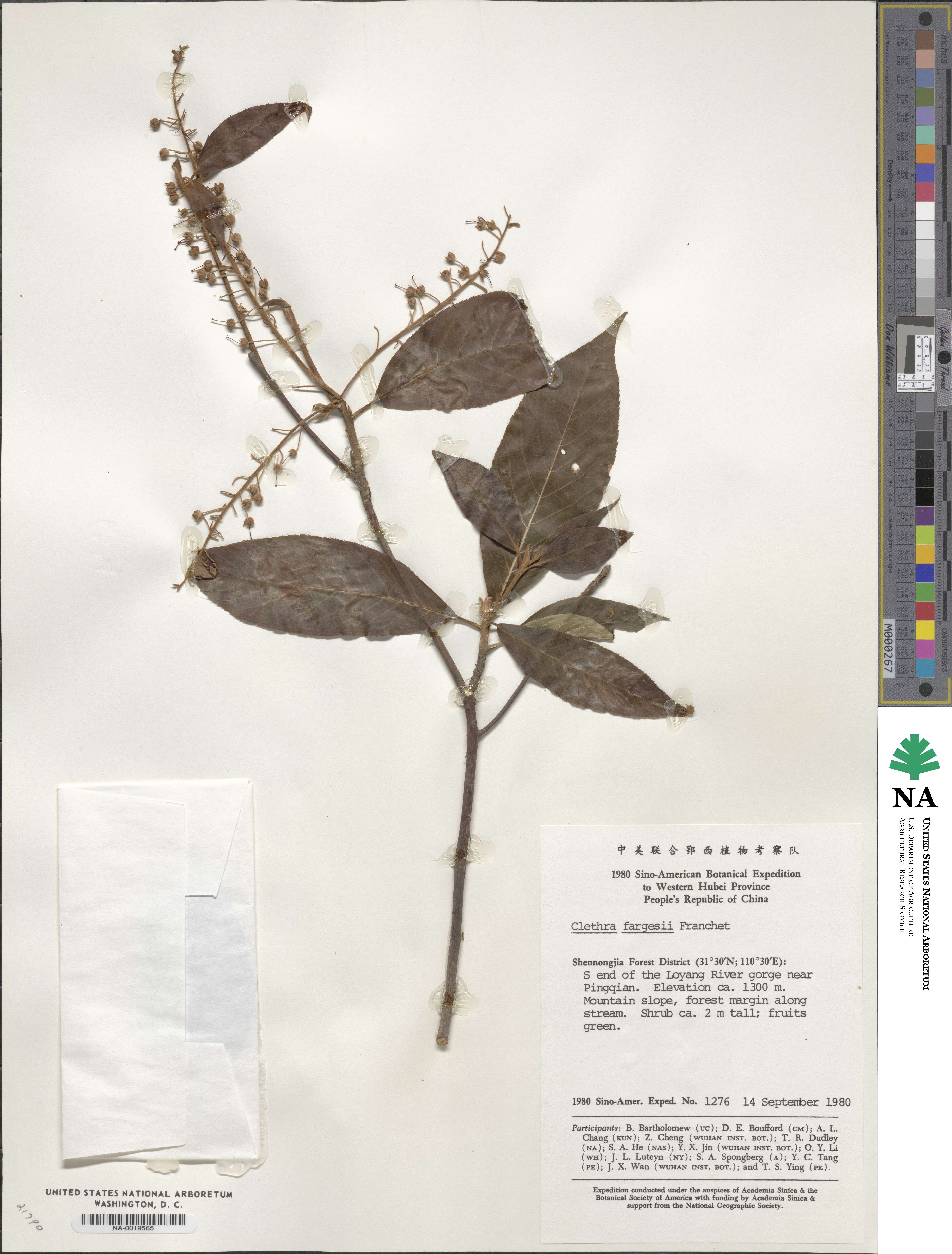 Clethra fargesii image