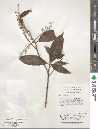 Clethra fargesii image