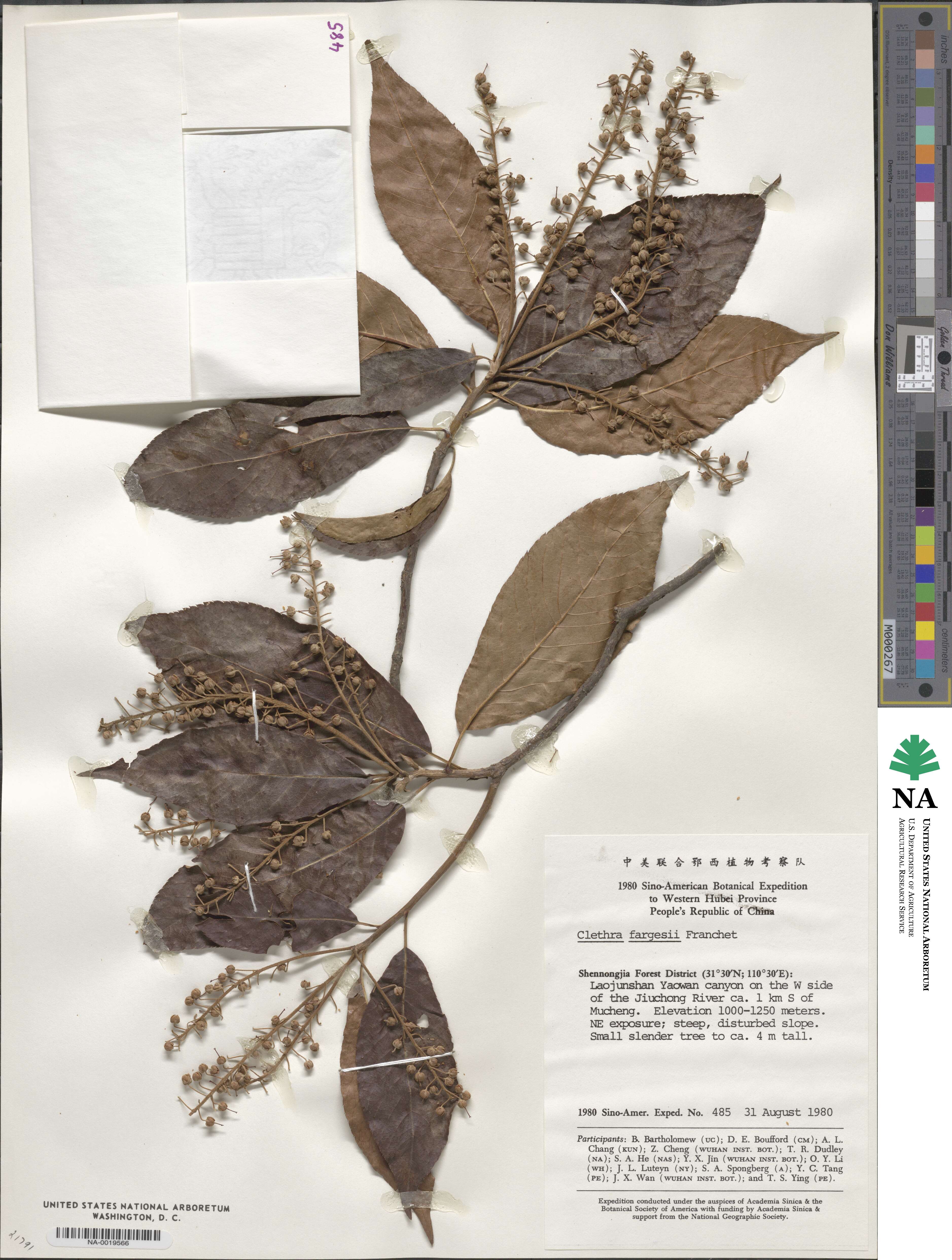 Clethra fargesii image