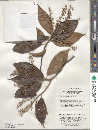 Clethra fargesii image