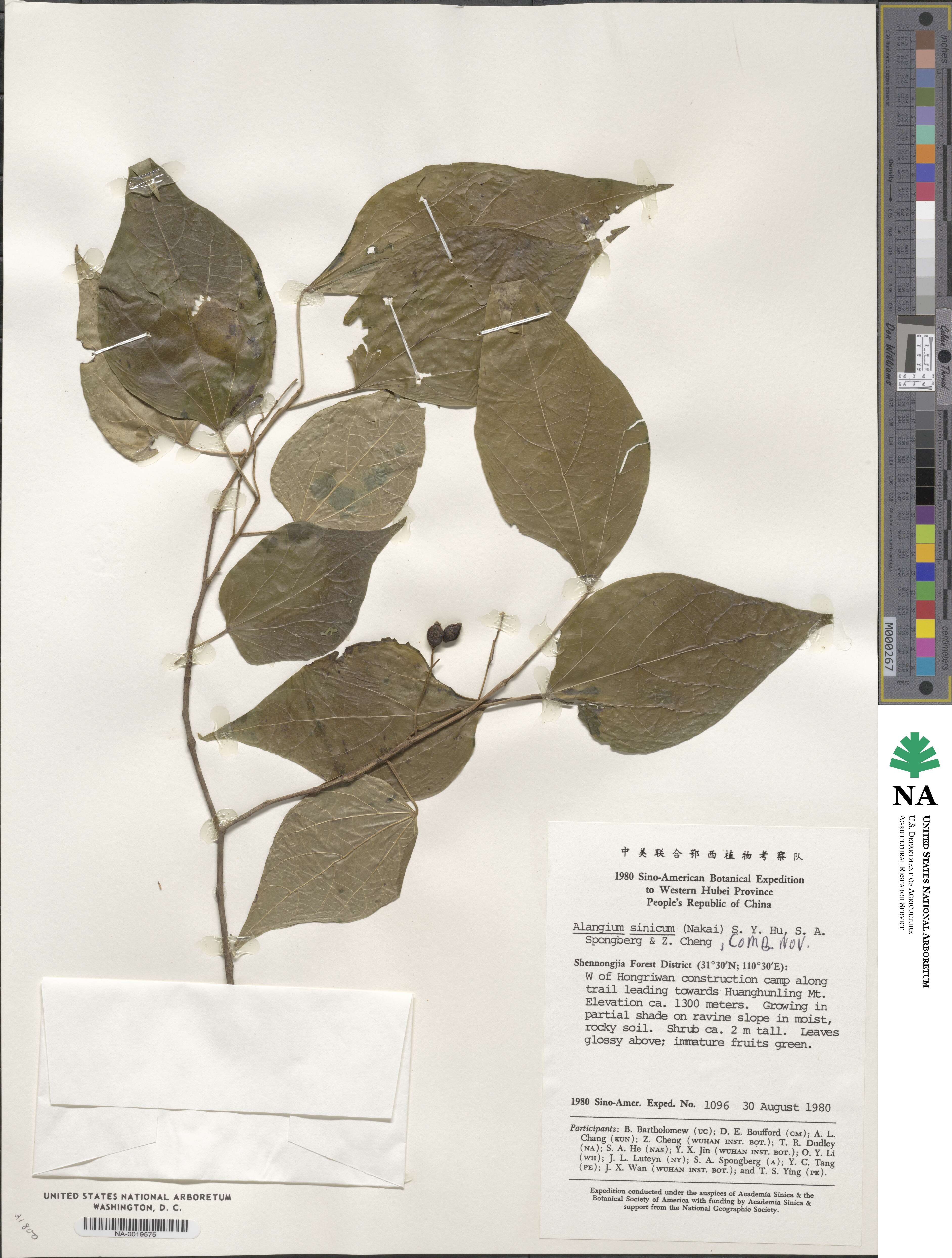 Alangium platanifolium image