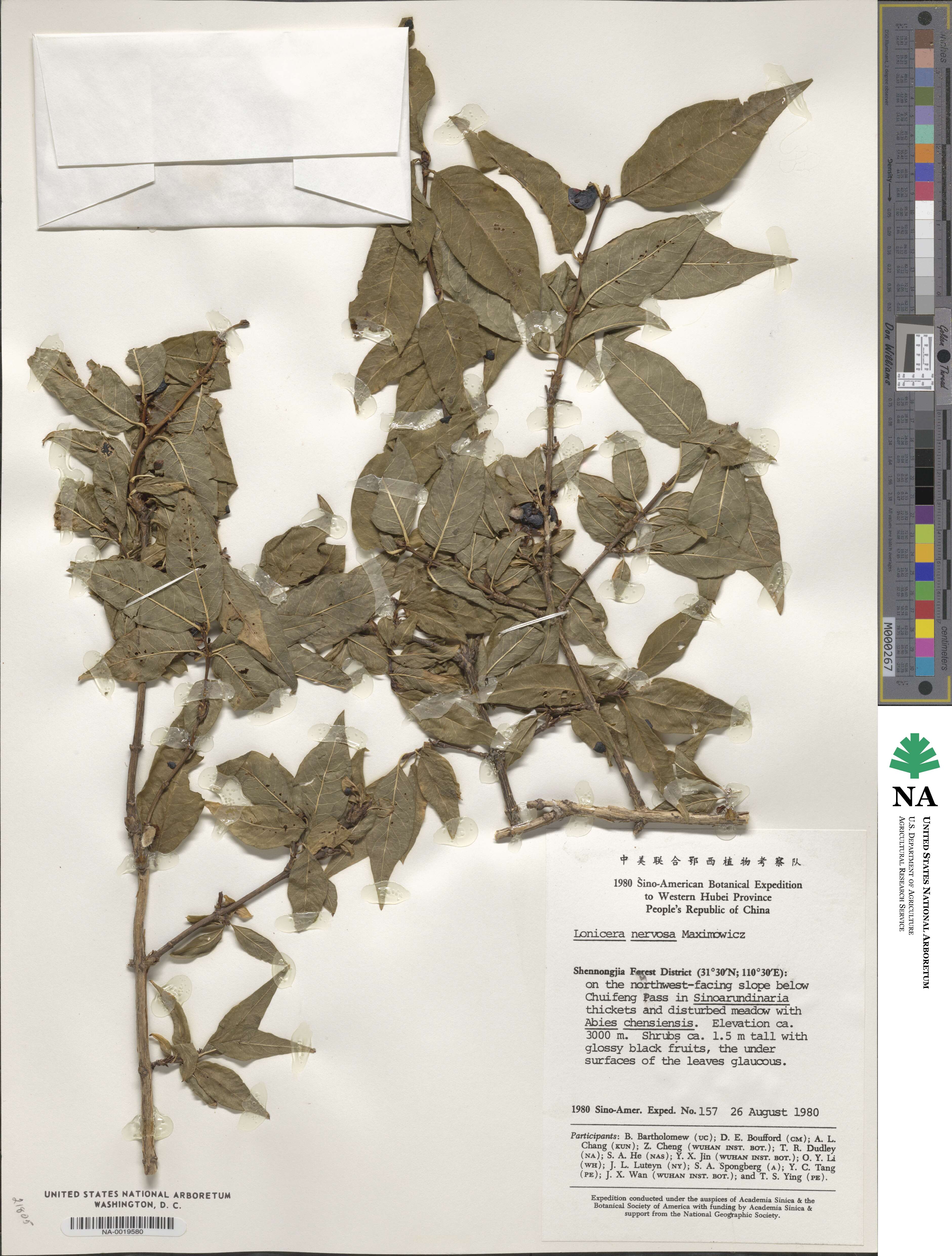 Lonicera nervosa image