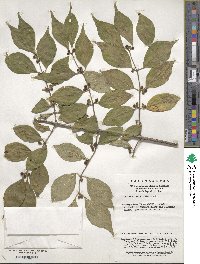 Lonicera maackii image