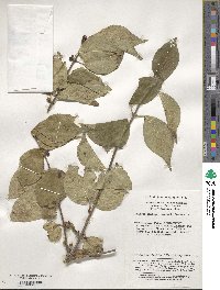 Lonicera maackii image